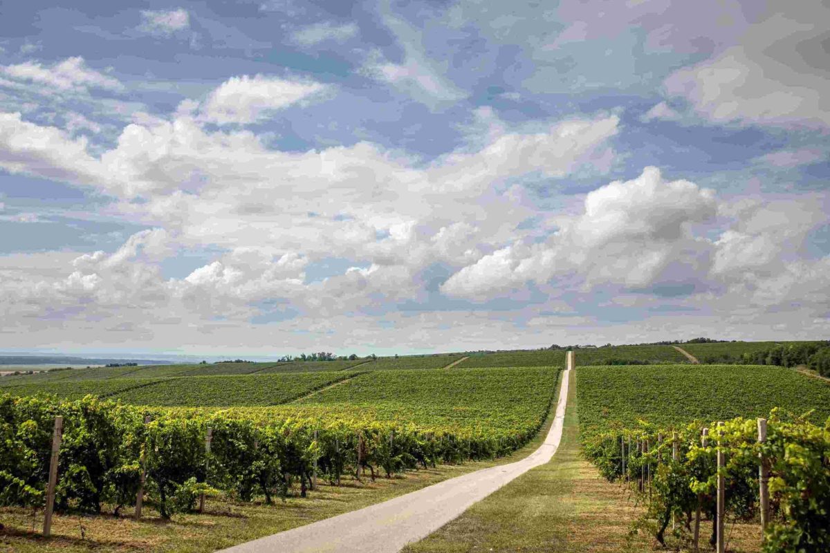 Settembre in Croazia tra vigneti, strade del vino, vendemmia e tradizioni locali