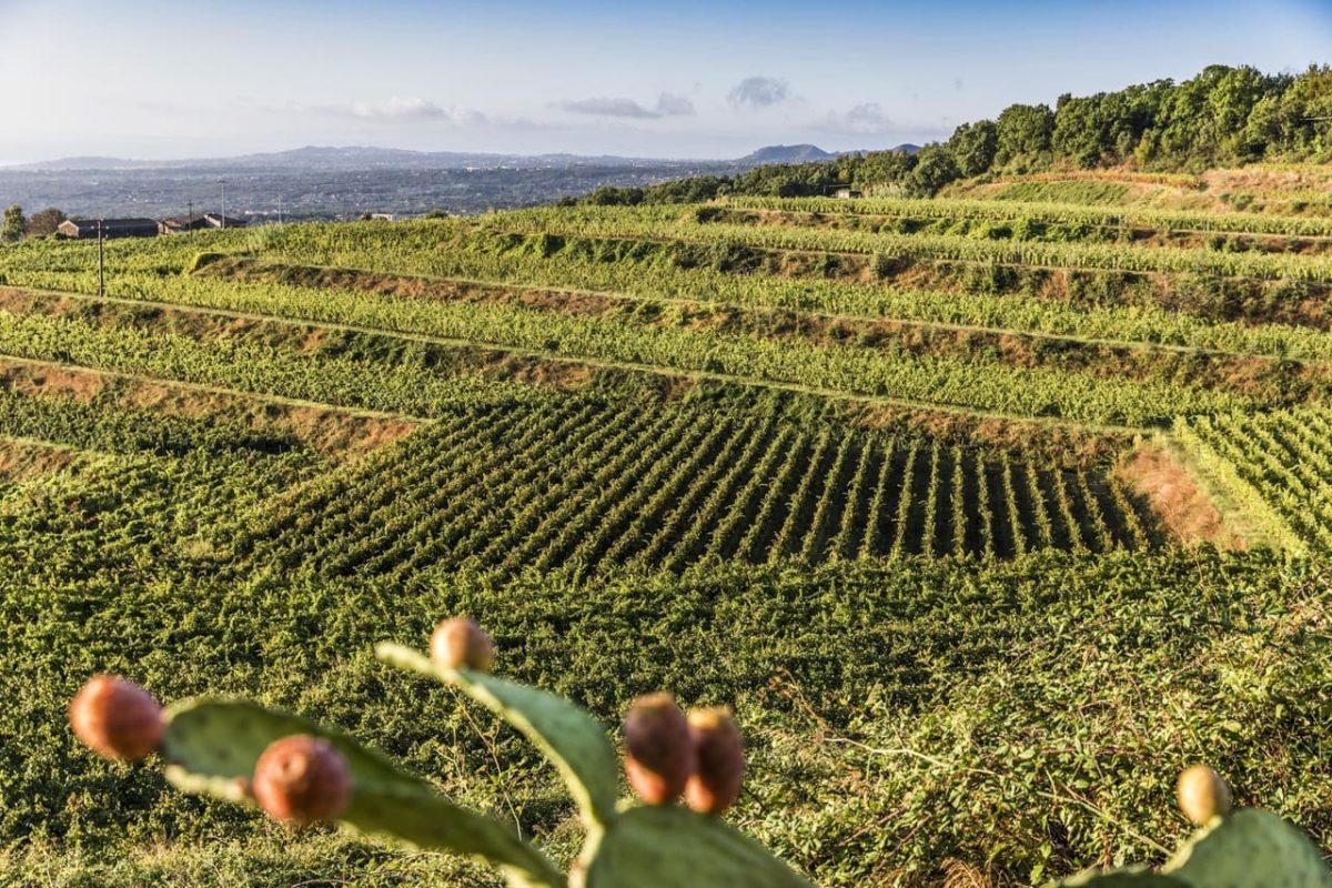 Barone di Villagrande_vigneti